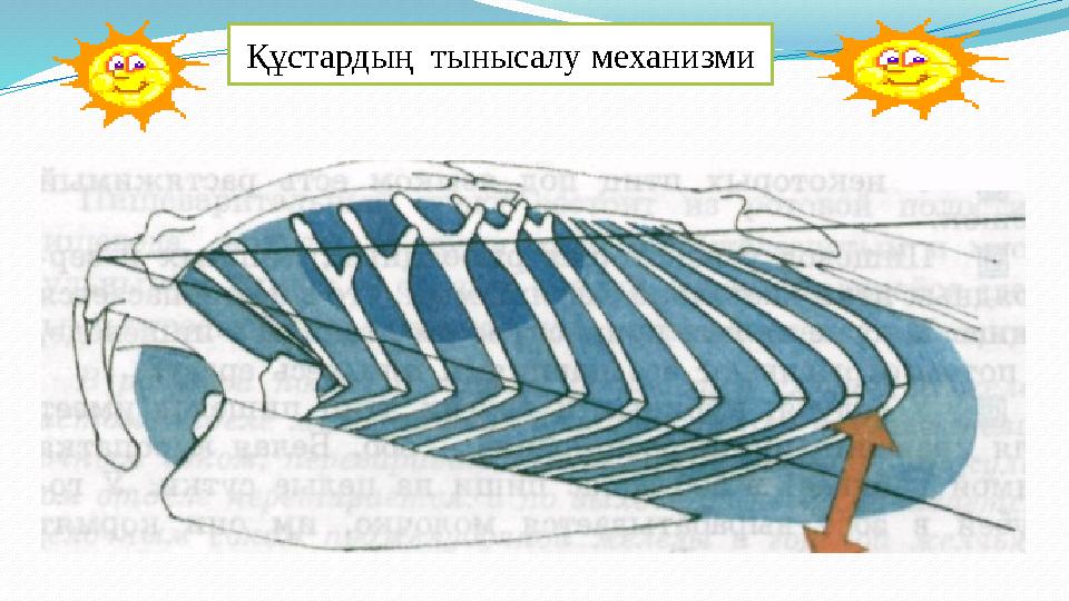 Құстардың тынысалу механизми