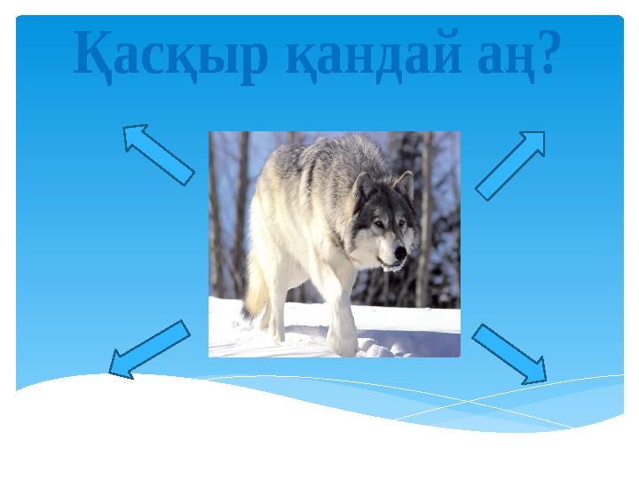 Қасқыр қандай аң?