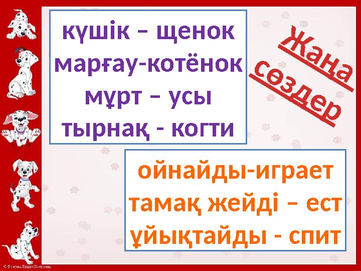 Ж а ң а с ө з д е р күшік – щенок марғау - котёнок мұрт – усы тырнақ - когти ойнайды-играет тамақ жейді – ест ұйық