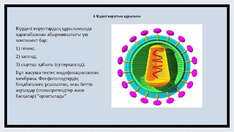 4. Күделі вирустың құрылысы Күрделі вирустардың құрылымында қарапайымнан айырмашылығы үш компонент бар: 1) геном; 2) капсид; 3