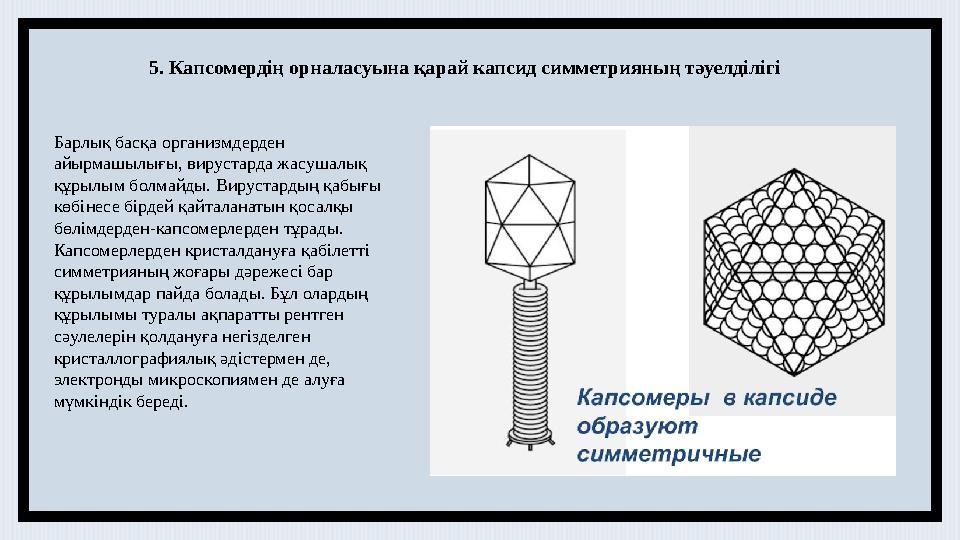 5. Капсомердің орналасуына қарай капсид симметрияның тәуелділігі Барлық басқа организмдерден айырмашылығы, вирустарда жасушалы