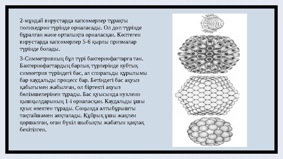 2-мұндай вирустарда капсомерлер тұрақты полихедрон түрінде орналасады. Ол доп түрінде бұралған және орталықта орналасқан. Көпт