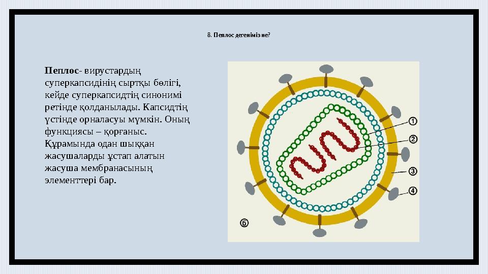 8. Пеплос дегеніміз не? Пеплос - вирустардың суперкапсидінің сыртқы бөлігі, кейде суперкапсидтің синонимі ретінде қолданыла