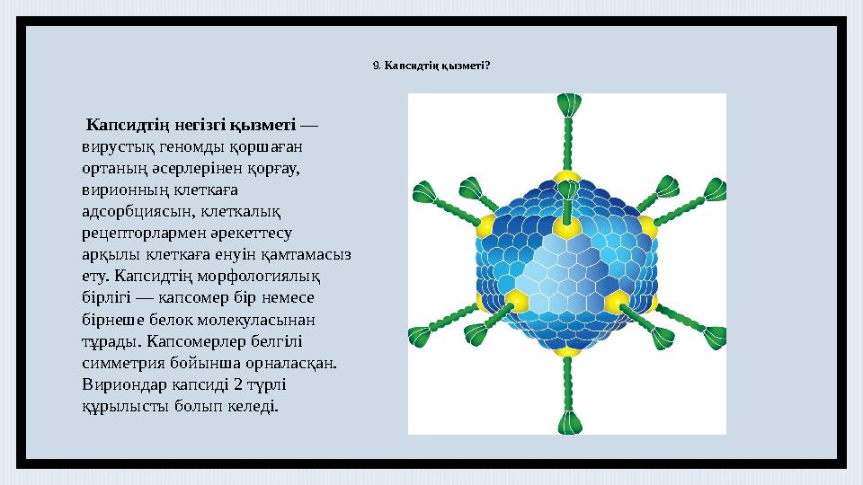 9. Капсидтің қызметі? Капсидтің негізгі қызметі — вирустық геномды қоршаған ортаның әсерлерінен қорғау, вирионның клеткаға