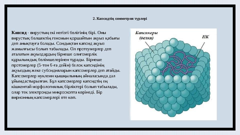 2. Капсидтің симметрия түрлері Капсид - вирустың екі негізгі бөлігінің бірі. Оны вирустық бөлшектің геномын қоршайтын ақуыз қа