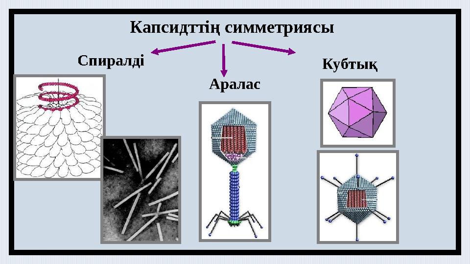Капсидттің симметриясы Спиралді Кубтық Аралас