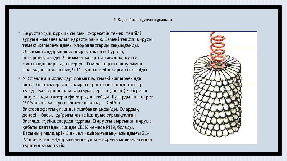 3. Қарапайым вирустың құрылысы • Вирустардың құрылысы мен іс-әрекетін темекі теңбілі ауруын мысалға алып қарастырайық. Темекі