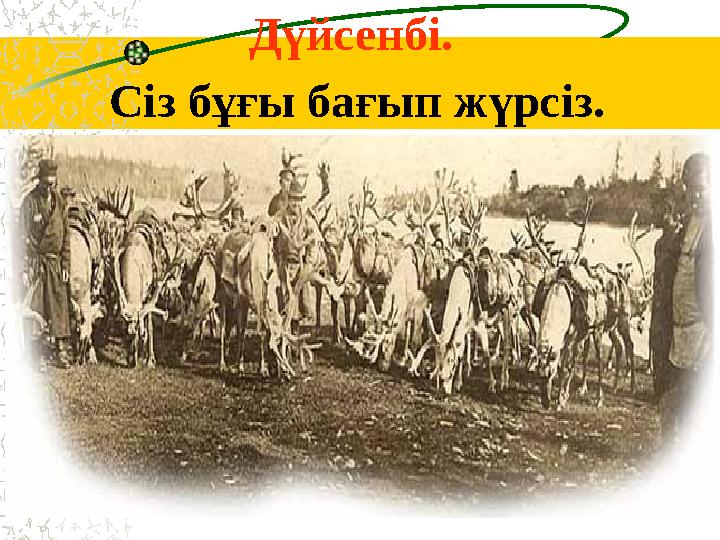 Дүйсенбі. Сіз бұғы бағып жүрсіз.