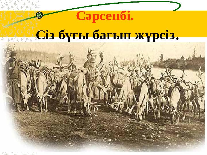 Сәрсенбі. Сіз бұғы бағып жүрсіз .