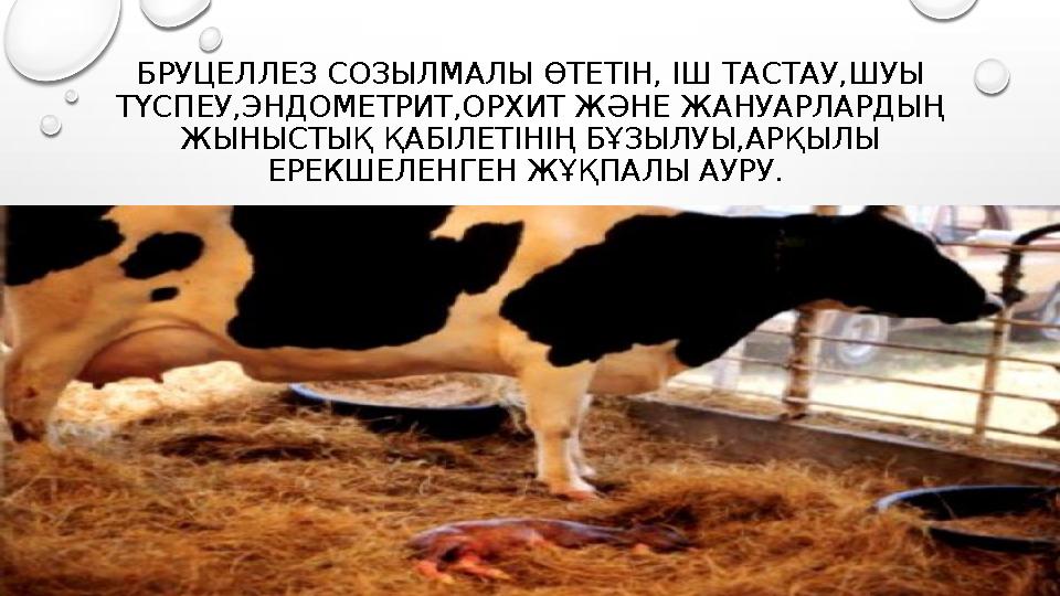 БРУЦЕЛЛЕЗ СОЗЫЛМАЛЫ ӨТЕТІН, ІШ ТАСТАУ,ШУЫ ТҮСПЕУ,ЭНДОМЕТРИТ,ОРХИТ ЖӘНЕ ЖАНУАРЛАРДЫҢ ЖЫНЫСТЫҚ ҚАБІЛЕТІНІҢ БҰЗЫЛУЫ,АРҚЫЛЫ ЕРЕКШ