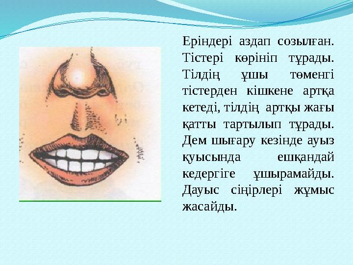 Еріндері аздап созылған. Тістері көрініп тұрады. Тілдің ұшы төменгі тістерден кішкене артқа кетеді, тілдің артқы жа