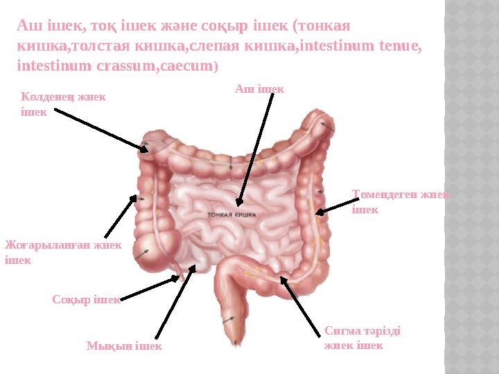 Анальды жыныс және сигма тәрізді ішек