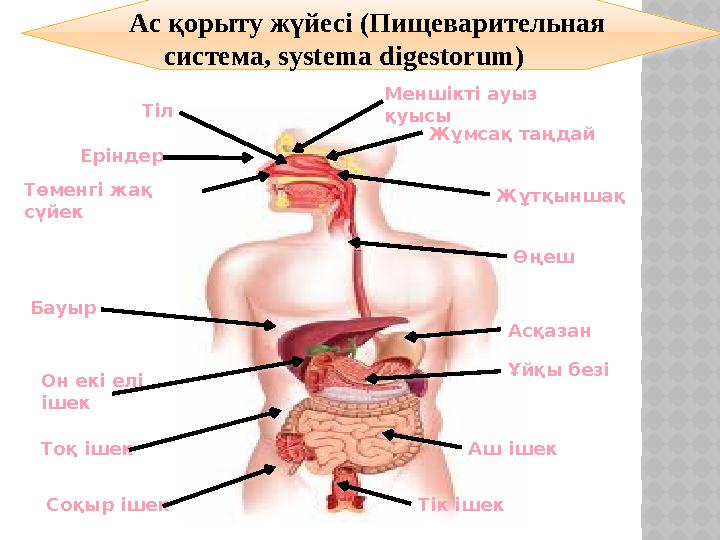 Шерлок гей сериясы Ол алманы бөксесіне тығып алды.