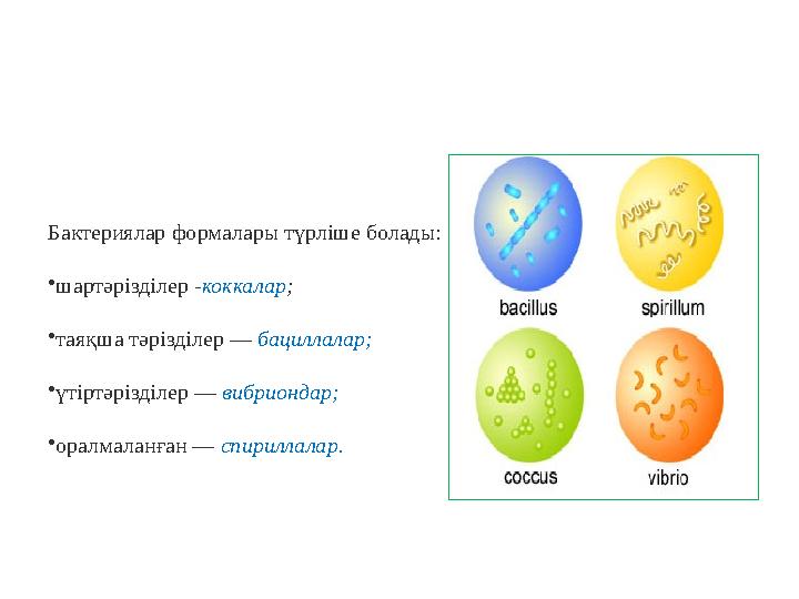 Бактериялар формалары түрліше болады: • шартәрізділер - коккалар ; • таяқша тәрізділер — бациллалар; • үтіртәрізділер — ви