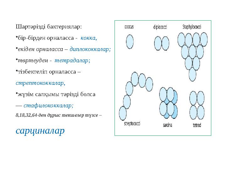 Шартәрізді бактериялар: • бір-бірден орналасса - кокка, • екіден орналасса – диплококкалар; • төртеуден - тетрадалар