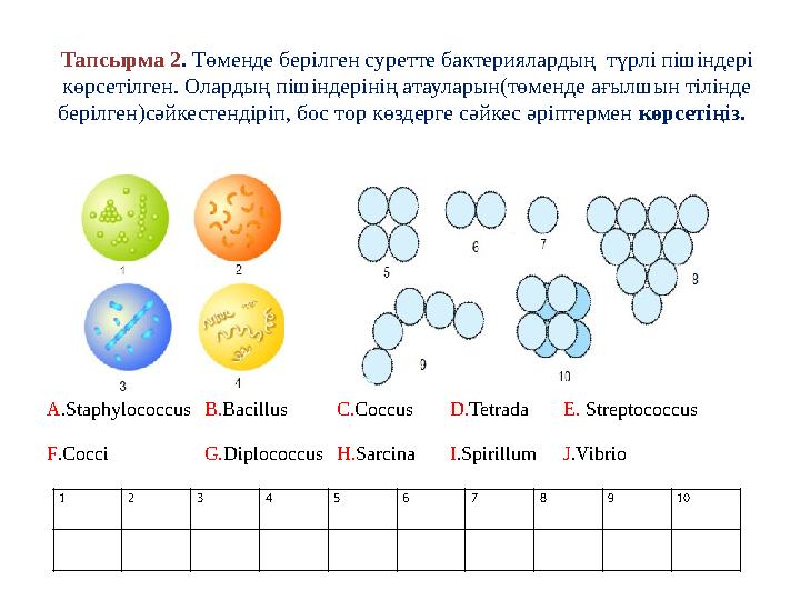 Тапсырма 2 . Төменде берілген суретте бактериялардың түрлі пішіндері көрсетілген. Олардың пішіндерінің атауларын(төменде ағыл