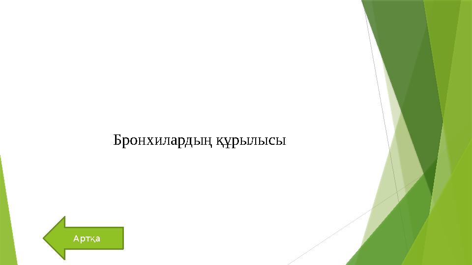 Артқа Бронхилардың құрылысы