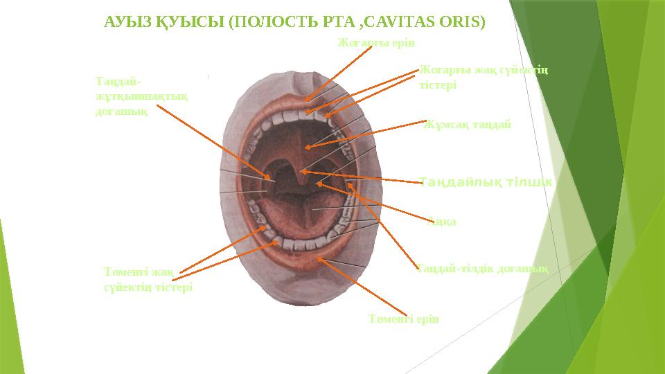 АУЫЗ ҚУЫСЫ (ПОЛОСТЬ РТА , CAVITAS ORIS ) Жоғарғы ерін Жоғарғы жақ сүйектің тістері Жұмсақ таңдай Таңдайлық тілшік Аңқа Таңда