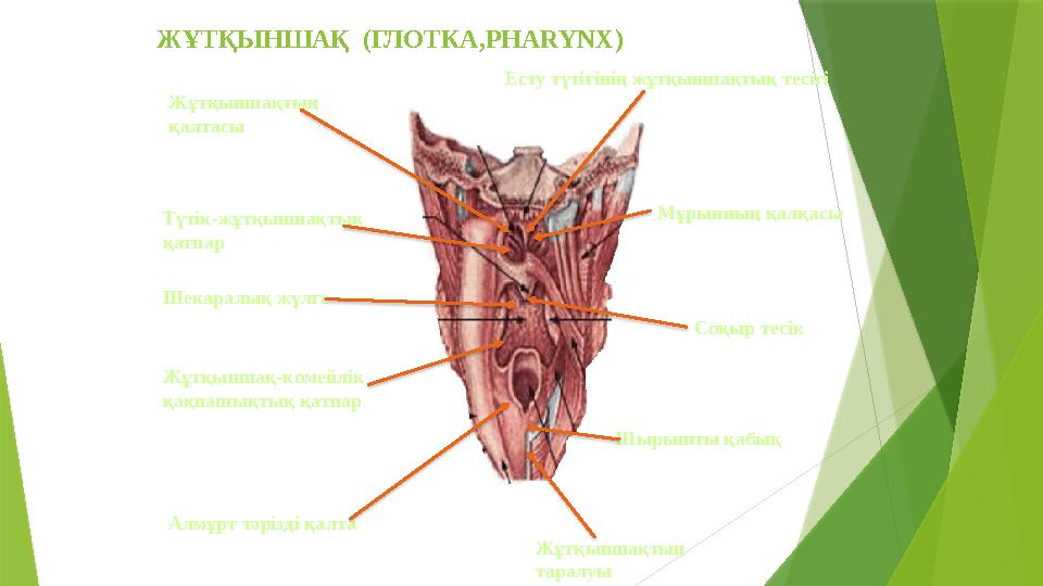 ЖҰТҚЫНШАҚ (ГЛОТКА, PHARYNX ) Мұрынның қалқасы Соқыр тесік Жұтқыншақтың таралуыАлмұрт тәрізді қалтаЖұтқыншақ-көмейлік қақп