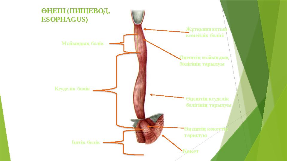 ӨҢЕШ (ПИЩЕВОД , ESOPHAGUS ) Жұтқыншақтың көмейлік бөлігі Өңештің мойындық бөлігінің тарылуы Өңештің кеуделік бөлігінің тарыл