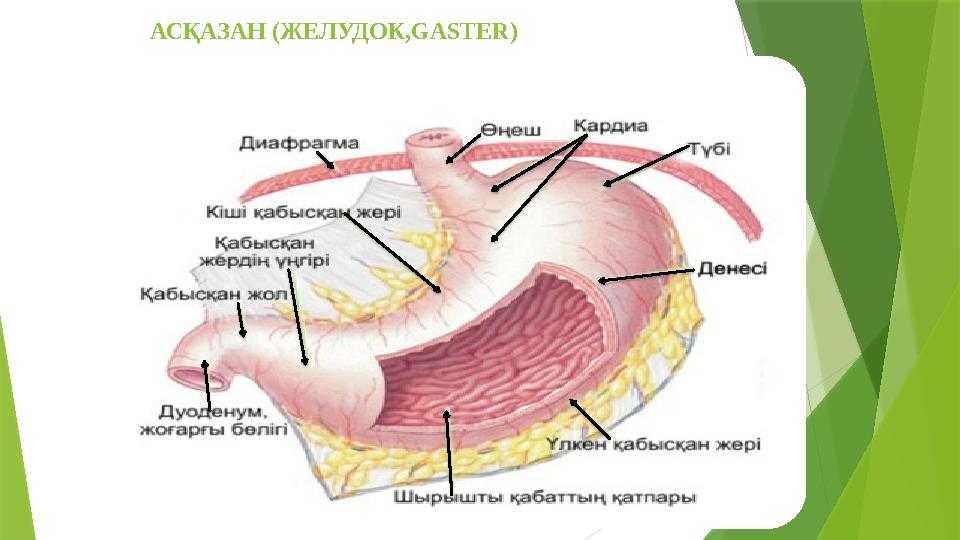 АСҚАЗАН (ЖЕЛУДОК, GASTER )