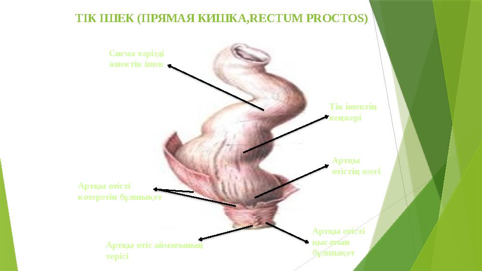 ТІК ІШЕК (ПРЯМАЯ КИШКА, RECTUM PROCTOS ) Сигма тәрізді жиектік ішек Тік ішектің кеңжері Артқы өтістің өзегі Артқы өтісті қы