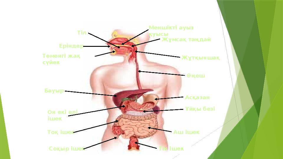 Төменгі жақ сүйек Еріндер Тіл Меншікті ауыз қуысы Жұмсақ таңдай Жұтқыншақ Өңеш Асқазан Ұйқы безі Аш ішекТоқ ішекОн екі елі іш