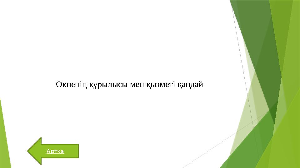 Артқа Өкпенің құрылысы мен қызметі қандай