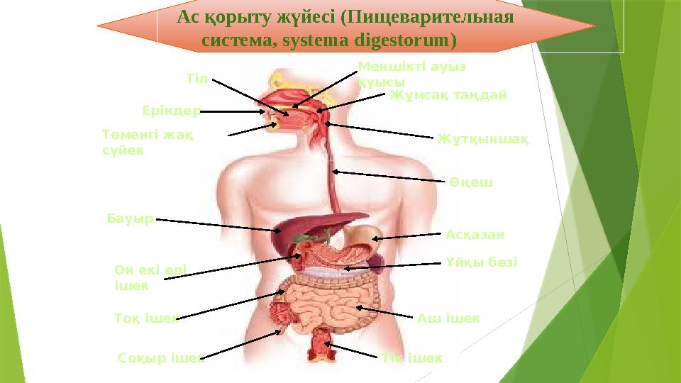 Төменгі жақ сүйек Еріндер Тіл Меншікті ауыз қуысы Жұмсақ таңдай Жұтқыншақ Өңеш Асқазан Ұйқы безі Аш ішекТоқ ішекОн екі елі іш