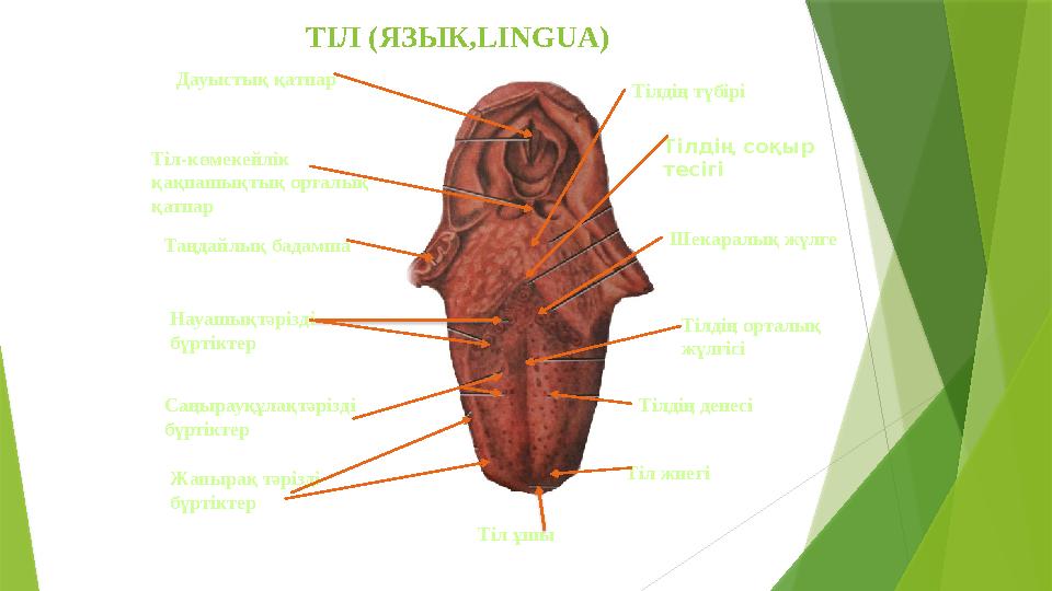 ТІЛ (ЯЗЫК, LINGUA ) Тілдің түбірі Тілдің соқыр тесігі Шекаралық жүлге Тілдің орталық жүлгісі Тілдің денесі Тіл жиегі Тіл ұш