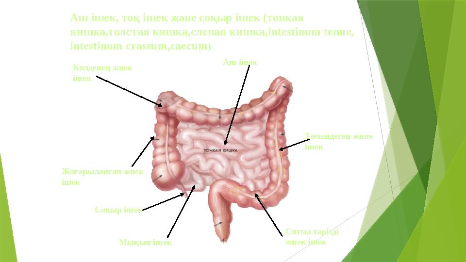 Аш ішек, тоқ ішек және соқыр ішек (тонкая кишка,толстая кишка,слепая кишка, intestinum tenue , intestinum crassum,caecum ) Си