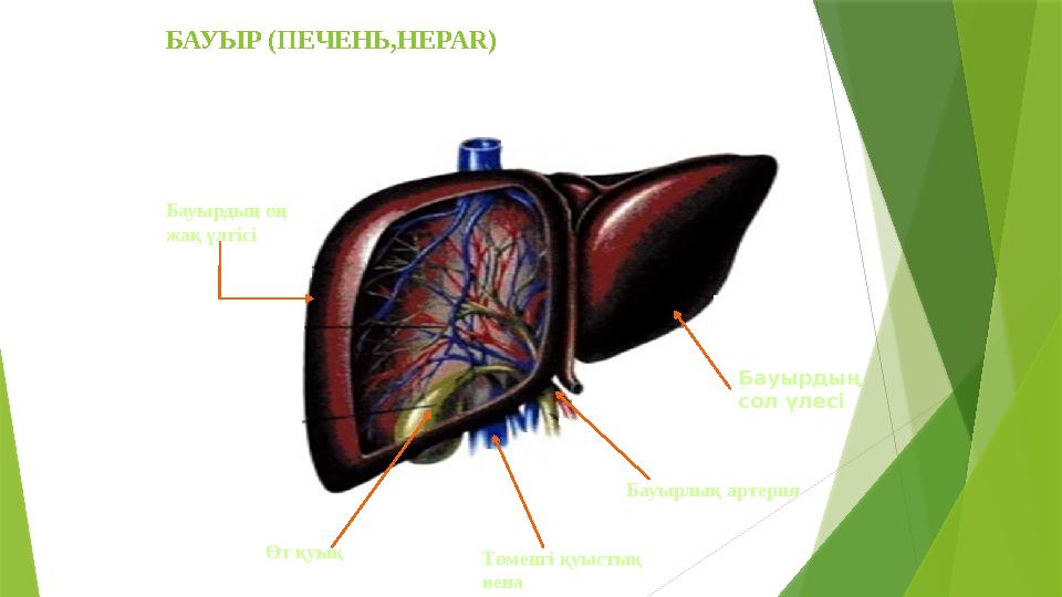 БАУЫР (ПЕЧЕНЬ, HEPAR ) Өт қуық Бауырдың сол үлесі Бауырлық артерия Төменгі қуыстық венаБауырдың оң жақ үлгісі