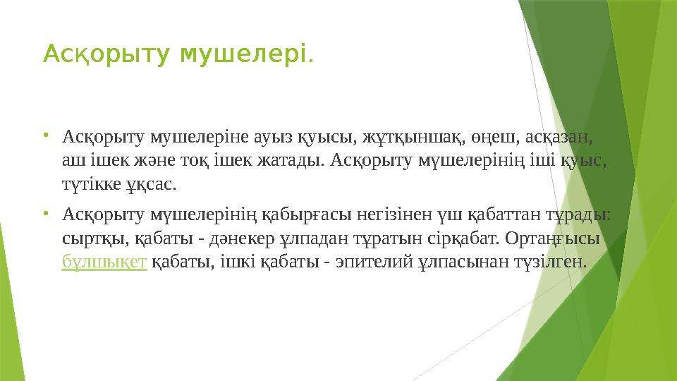 Асқорыту мушелері. • Асқорыту мушелеріне ауыз қуысы, жұтқыншақ, өңеш, асқазан, аш ішек және тоқ ішек жатады. Асқорыту мүшелерін