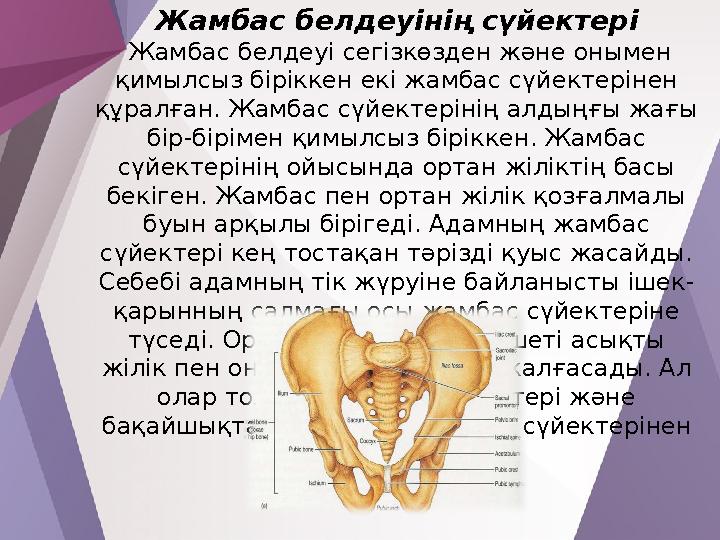 Жамбас. Жамбас