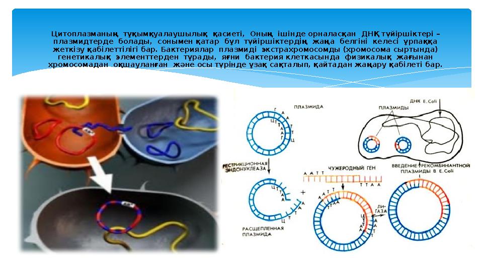 Менің әйелімнің жалаңаш жатқан фотосы