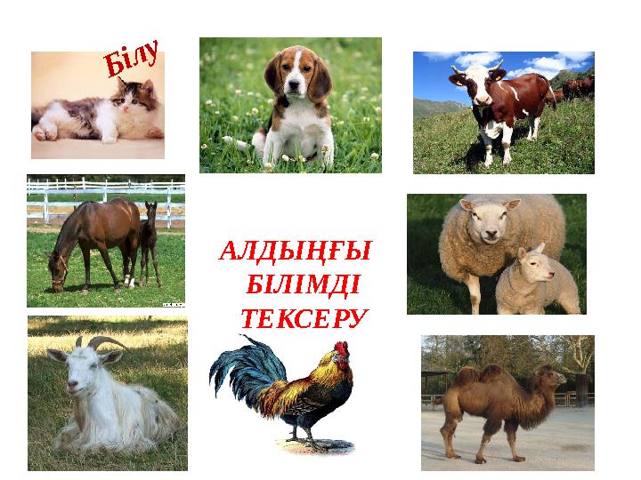 АЛДЫҢҒЫ БІЛІМДІ ТЕКСЕРУБ іл у