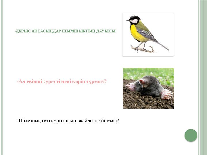 -ДҰРЫС АЙТАСЫҢДАР ШЫМШЫҚТЫҢ ДАУЫСЫ -Ал екінші суретті нені көріп тұрмыз? -Шымшық пен көртышқан жайлы