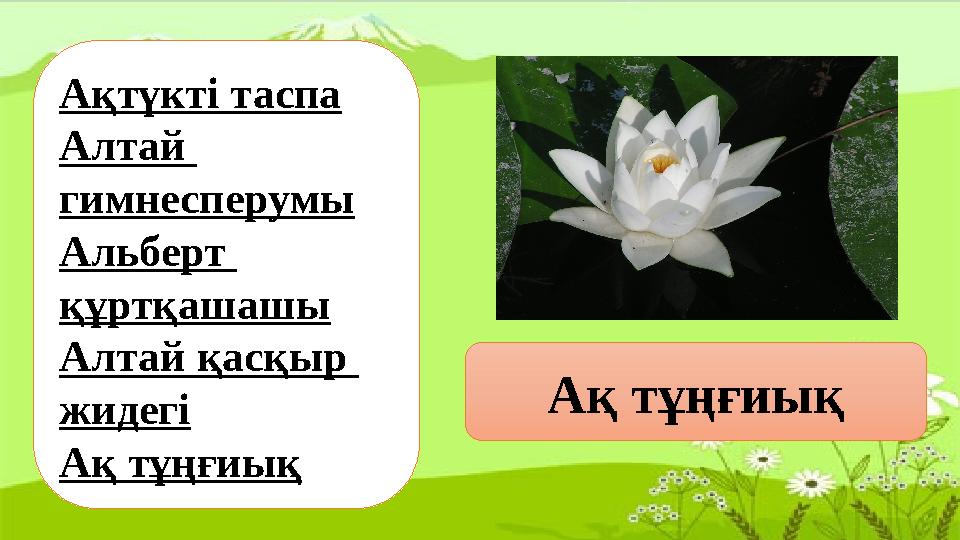 Ақтүкті таспа Алтай гимнесперумы Альберт құртқашашы Алтай қасқыр жидегі Ақ тұңғиық Ақ тұңғиық