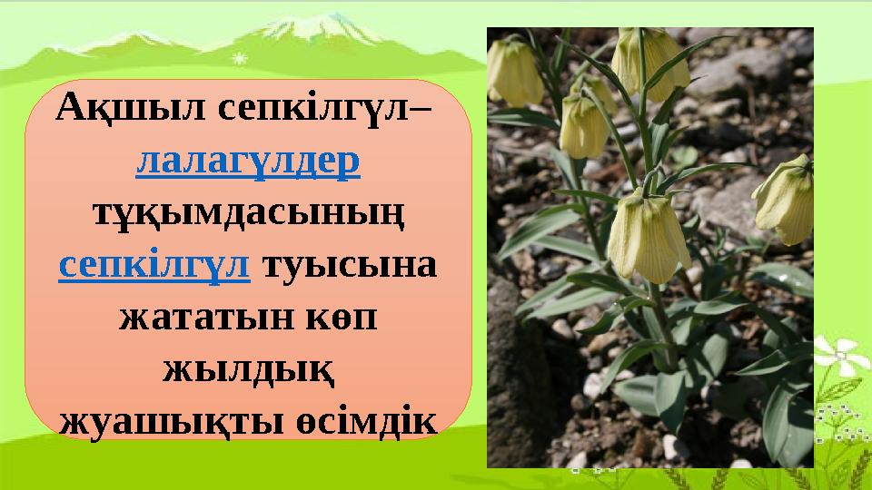 Ақшыл сепкілгүл – лалагүлдер тұқымдасының сепкілгүл туысына жататын көп жылдық жуашықты өсімдік