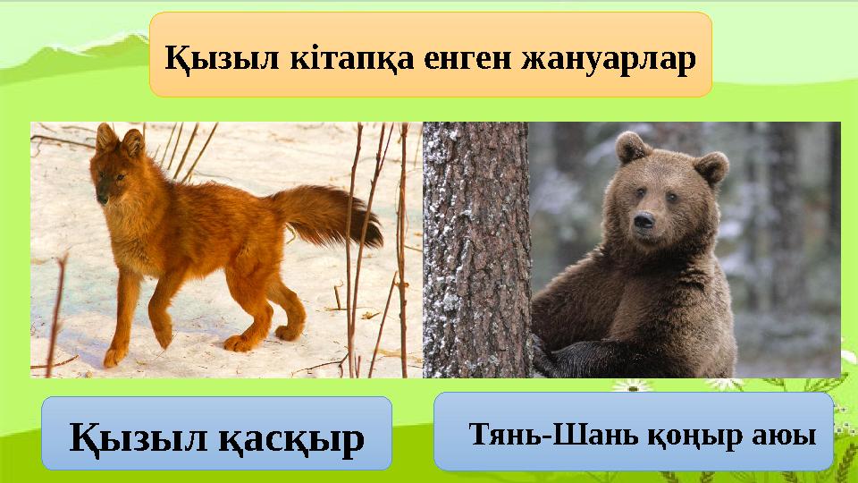 Қызыл кітапқа енген жануарлар Қызыл қасқыр Тянь-Шань қоңыр аюы