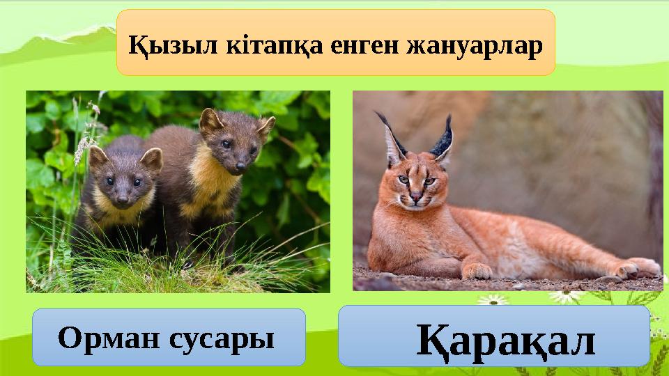 Қызыл кітапқа енген жануарлар Орман сусары Қарақал