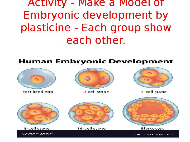 Activity - Make a Model of Embryonic development by plasticine - Each group show each other.