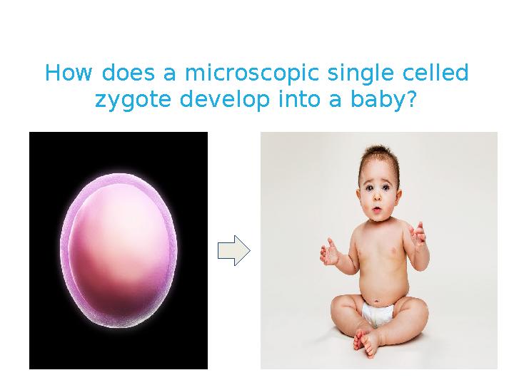 How does a microscopic single celled zygote develop into a baby?