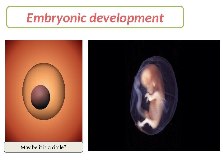 Embryonic development May be it is a circle?