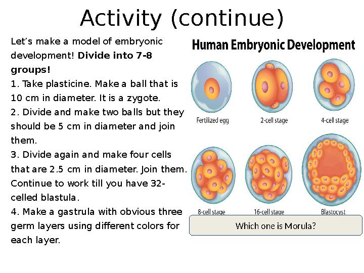 Activity (continue) Let’s make a model of embryonic development! Divide into 7-8 groups! 1. Take plasticine. Make a ball that