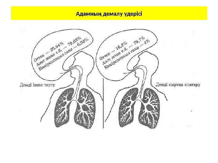 Адамның демалу үдерісі