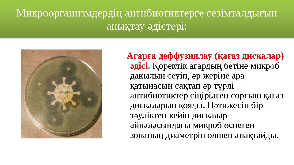 Микроорганизмдердің антибиотиктерге сезімталдығын анықтау әдістері: Агарға деффузиялау ( қағаз дискалар) әдісі. Қорект
