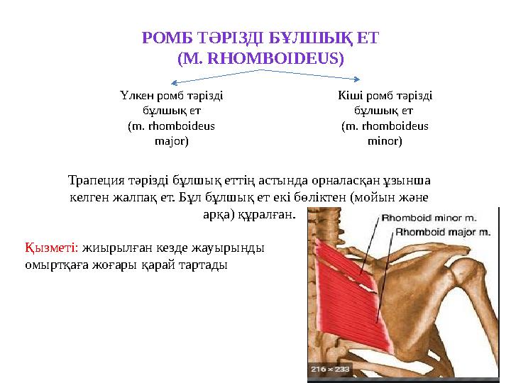 РОМБ ТӘРІЗДІ БҰЛШЫҚ ЕТ (M. RHOMBOIDEUS) Қызметі: жиырылған кезде жауырынды омыртқаға жоғары қарай тартады Трапеция тәрізді бұл