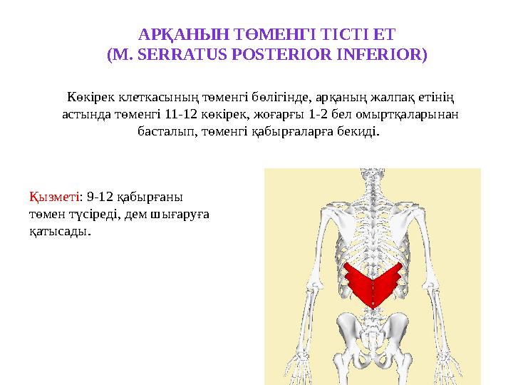 Еркектер қарбызды қалай сиқырлайды