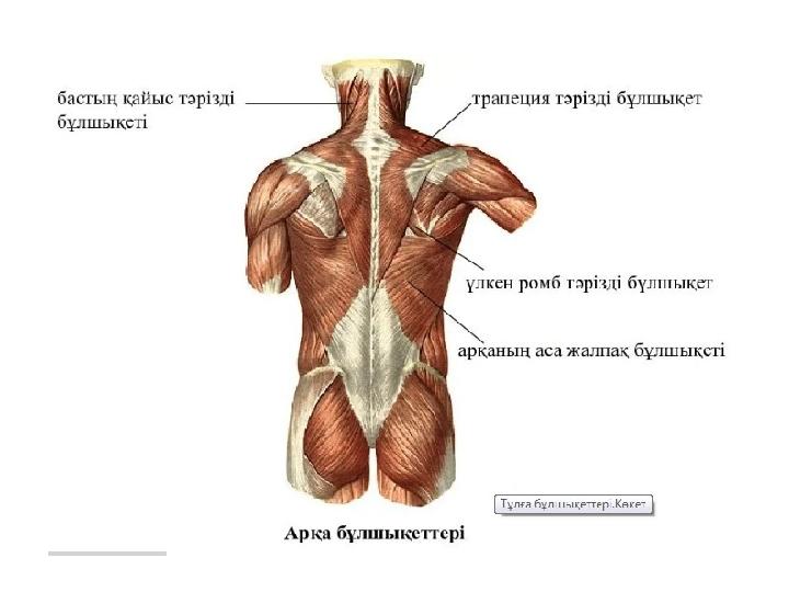 Үлкен бұлшық ет адам өзін жұлқылайды